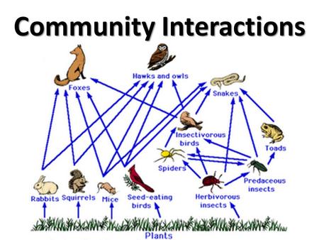 Community Interactions Community: Many different species interacting in the same environment. Three types of interactions: – Competition – Predation.