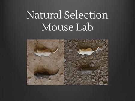 Natural Selection Mouse Lab. Problem How do species change over time?
