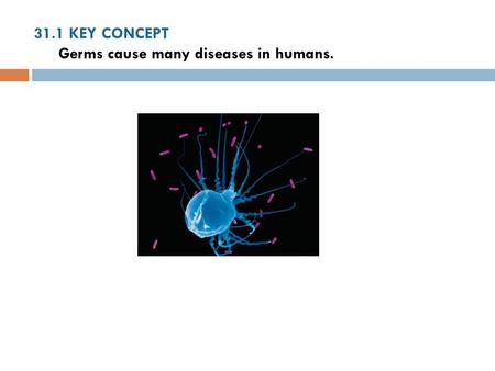 31.1 KEY CONCEPT Germs cause many diseases in humans.