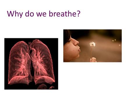 Why do we breathe?. By the end of todays activities I will… Know the anatomy as well as the function of the respiratory system. Know the aerobic respiration.