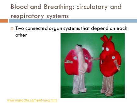 Blood and Breathing: circulatory and respiratory systems  Two connected organ systems that depend on each other www.mascotts.ca/heart-lung.html.