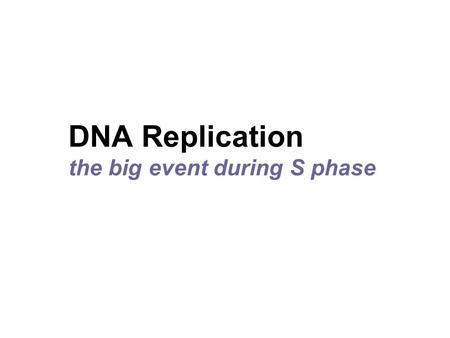 DNA Replication the big event during S phase. The Animation  hill.com/sites/0072437316/student_view0/chapter14/animations.html#