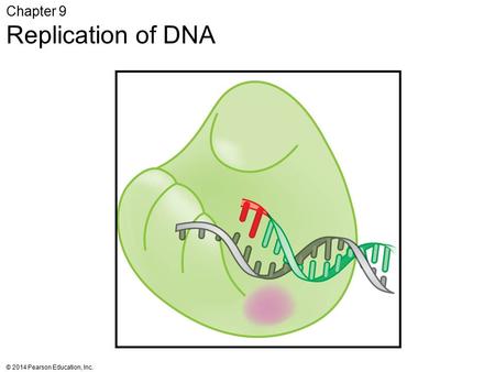 Chapter 9 Replication of DNA