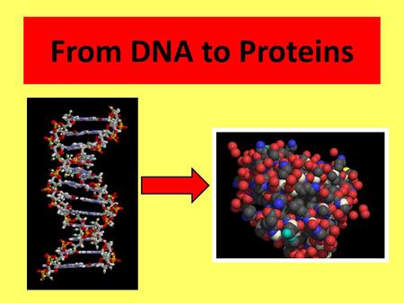 From DNA to Proteins. DNA contains __________________ and the instructions for making ________. Why is DNA important? genetic information proteins.