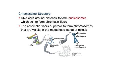 Molecular Genetics Chromosome Structure  DNA coils around histones to form nucleosomes, which coil to form chromatin fibers.  The chromatin fibers supercoil.