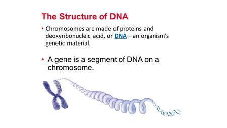 Chromosomes are made of proteins and deoxyribonucleic acid, or DNA—an organism’s genetic material.DNA The Structure of DNA A gene is a segment of DNA.