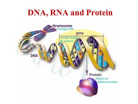 DNA, RNA and Protein.