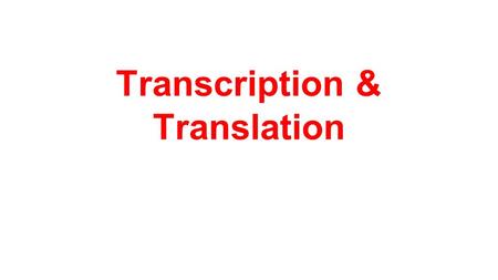 Transcription & Translation. Objectives: Relate the concept of the gene to the sequences of nucleotides in DNA Sequence the steps involved in protein.