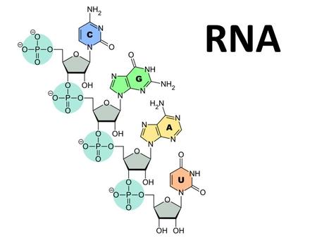 RNA. DNA is the genetic material…. It carries the genetic code DNA needs RNA to carry this code out to the cytoplasm.