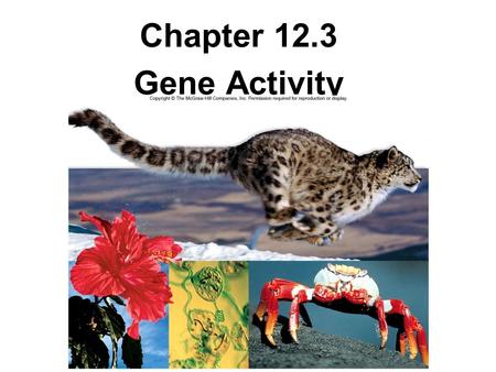 Chapter 12.3 Gene Activity. GENES SPECIFY ENZYMES (PROTEINS)