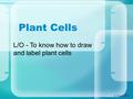 Plant Cells D. Crowley, 2007 L/O - To know how to draw and label plant cells.