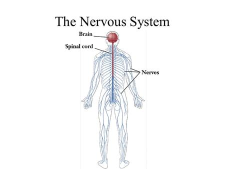 The Nervous System. Divisions of the Nervous System.