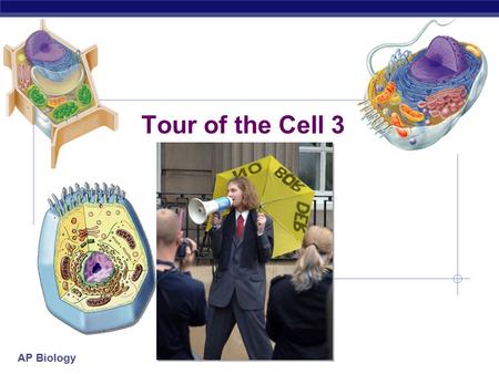 AP Biology Tour of the Cell 3 AP Biology Cells gotta work to live!  What jobs do cells have to do?  make proteins  proteins control every cell function.