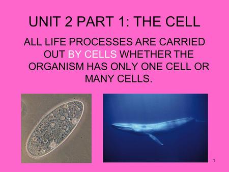 1 ALL LIFE PROCESSES ARE CARRIED OUT BY CELLS WHETHER THE ORGANISM HAS ONLY ONE CELL OR MANY CELLS. UNIT 2 PART 1: THE CELL.