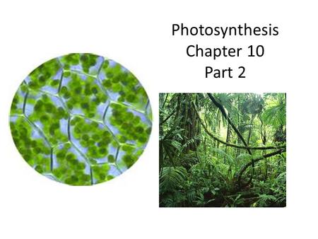 Photosynthesis Chapter 10 Part 2. The Light Reactions Driven by visible light – light is electromagnetic radiation – only small fraction of radiation.
