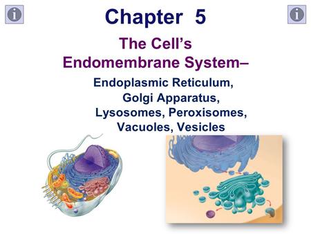 Chapter 5 The Cell’s Endomembrane System–. Endoplasmic Reticulum,