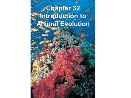 Chapter 32 Introduction to Animal Evolution. I. What is an animal? A. Structure, nutrition, and life history define animals 1. Animals are multicellular,