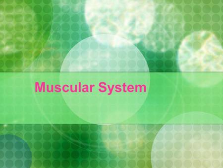 Muscular System. 1. The Human Muscular System Muscle is an organ that contracts to allow movement of the body. When muscle contracts it becomes shorter.