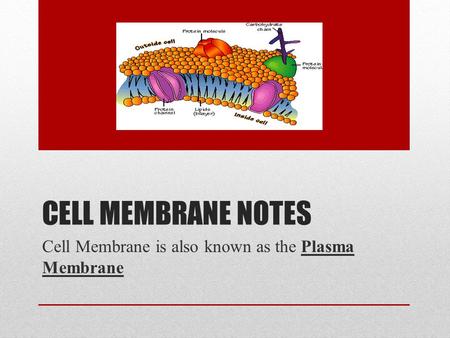 CELL MEMBRANE NOTES Cell Membrane is also known as the Plasma Membrane.