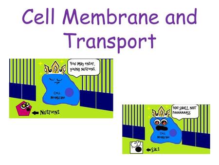 Cell Membrane and Transport. Cell Membrane aka plasma membrane Regulates what enters and leaves the cell – Semi-permeable Provides structure and support.
