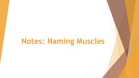 Notes: Naming Muscles. Types of Muscles  Prime mover – muscle with the major responsibility for a certain movement  Antagonist – muscle that opposes.