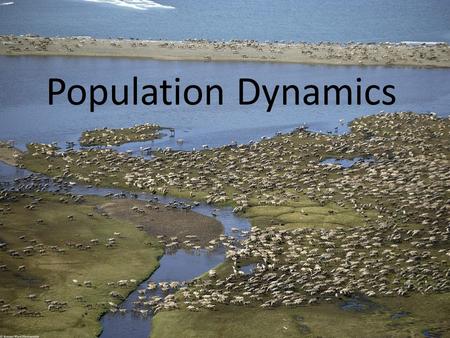 Population Dynamics. Relationships in an Ecosystem.