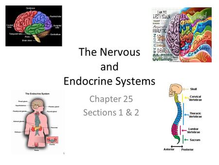 The Nervous and Endocrine Systems Chapter 25 Sections 1 & 2.