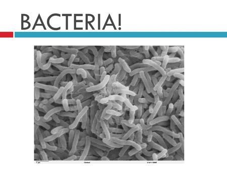 BACTERIA!. 1. Classifying Bacteria A. Bacteria are classified into 2 Kingdoms a. Eubacteria and Archaebacteria.