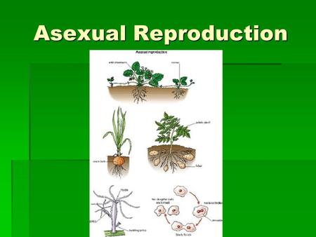 Asexual Reproduction. ASEXUAL vs. SEXUAL  Requires only one parent organism  Offspring genetically identical to parent (clones)  No specialized cells.