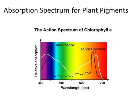 Absorption Spectrum for Plant Pigments