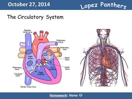October 27, 2014 Homework: None The Circulatory System.
