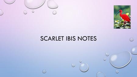 SCARLET IBIS NOTES. POINT OF VIEW- 1ST PERSON LIMITED NARRATOR’S NAME ISN’T GIVEN, JUST “BROTHER”, REINFORCES THAT THE STORY FOCUSES ON THE RELATIONSHIP.