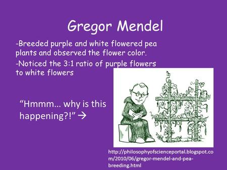 Gregor Mendel -Breeded purple and white flowered pea plants and observed the flower color. -Noticed the 3:1 ratio of purple flowers to white flowers