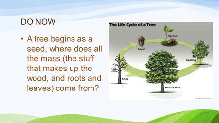 DO NOW A tree begins as a seed, where does all the mass (the stuff that makes up the wood, and roots and leaves) come from?