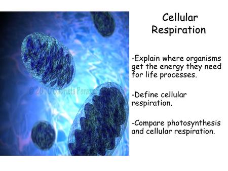 Lesson Overview Lesson Overview Cellular Respiration: An Overview Cellular Respiration Cellular Respiration -Explain where organisms get the energy they.