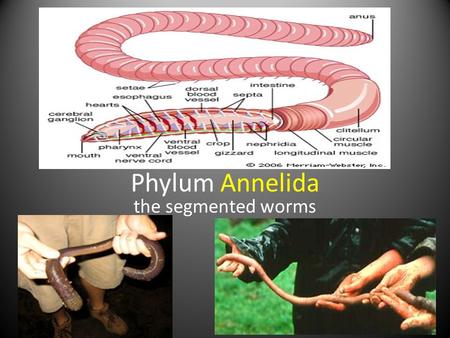 Phylum Annelida the segmented worms. The Higher Animals - two lineages Higher animals have a coelom and a mouth/anus The infolded blastopore of the forming.
