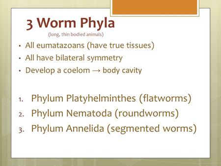 3 Worm Phyla (long, thin bodied animals) All eumatazoans (have true tissues) All have bilateral symmetry Develop a coelom → body cavity 1. Phylum Platyhelminthes.