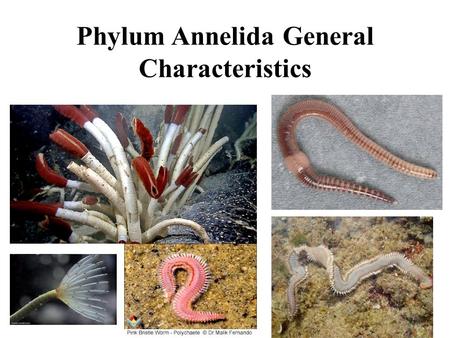 Phylum Annelida General Characteristics