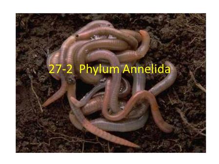 27-2 Phylum Annelida. I.What is an Annelid? A. Phylum: Annelida from Latin annellus = little rings B. Description: Round, wormlike animal that has a long,