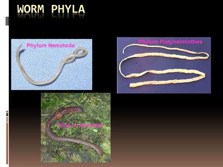 platyhelminthes nematode și annelida