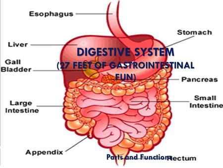 Digestive System (27 feet of gastrointestinal fun)