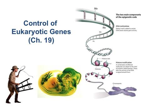 Control of Eukaryotic Genes (Ch. 19) The BIG Questions… How are genes turned on & off in eukaryotes? How do cells with the same genes differentiate to.