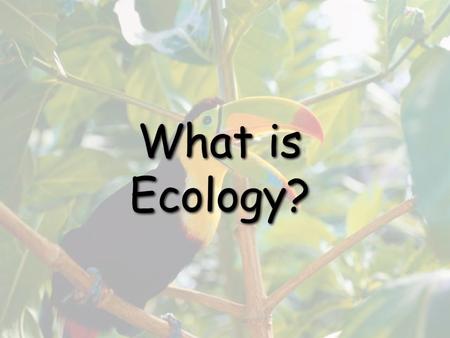 What is Ecology?. Organisms and Their Environment.