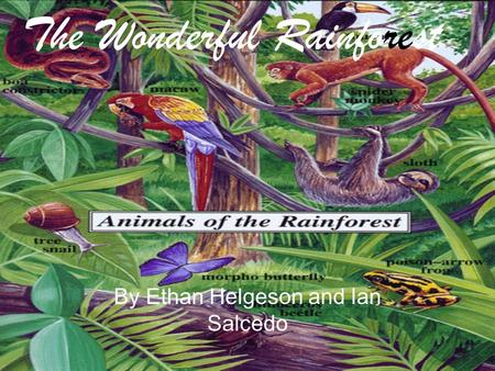 By Ethan Helgeson and Ian Salcedo The Wonderful Rainforest.