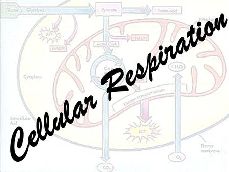 Cellular Respiration. Review: Producers Producers use light energy from the sun to make chemical energy (glucose).