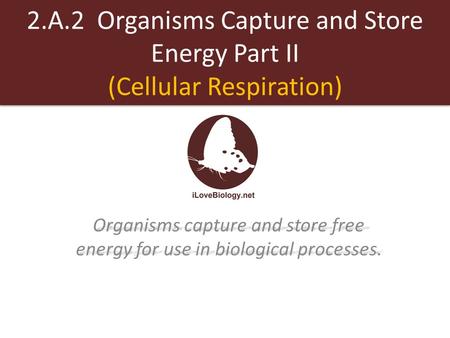 2.A.2 Organisms Capture and Store Energy Part II (Cellular Respiration) Organisms capture and store free energy for use in biological processes Organisms.