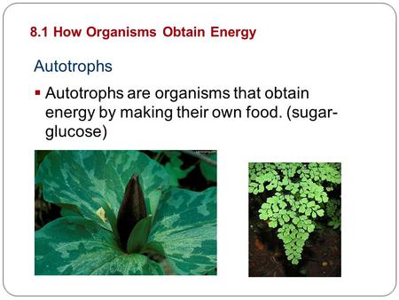 Autotrophs  Autotrophs are organisms that obtain energy by making their own food. (sugar- glucose) 8.1 How Organisms Obtain Energy Cellular Energy.