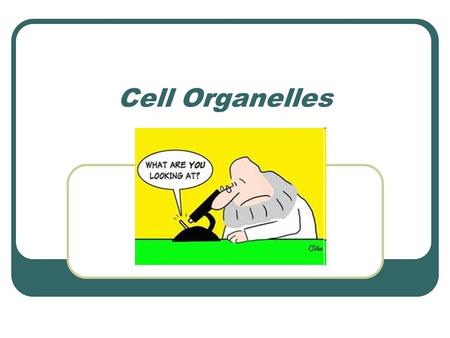 Cell Organelles. *Review* Types of Cells Prokaryotic Bacteria Archaea Eukaryotic Plants Animals Fungi.