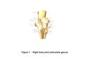 Figure 1. - Right knee joint (articulatio genus)..