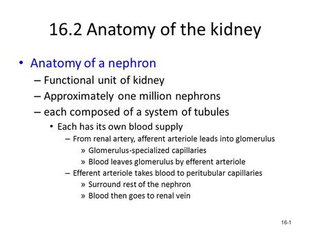 16.2 Anatomy of the kidney Anatomy of a nephron